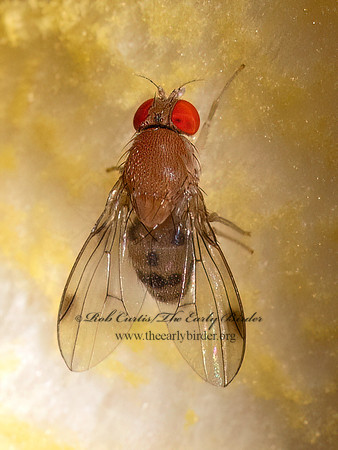 Leucophenga varia SPOTTED DROSOPHILID 9089970z