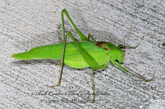 Amblycorypha huasteca  TEXAS OBLONG-WINGED KATYDID 6024338z
