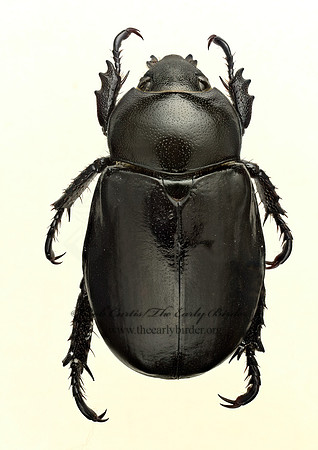 Pelidnota lugubris  RUTELINI SCARAB 9019684z
