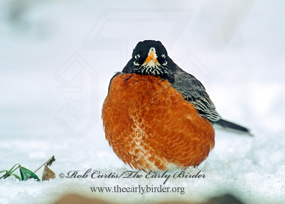 Turdus migratorius  AMERICAN ROBIN 269815 z