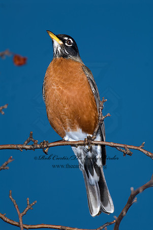 Turdus migratorius  AMERICAN ROBIN 6017710z