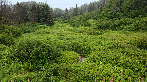 Forillon NP  STREAM 2000160z