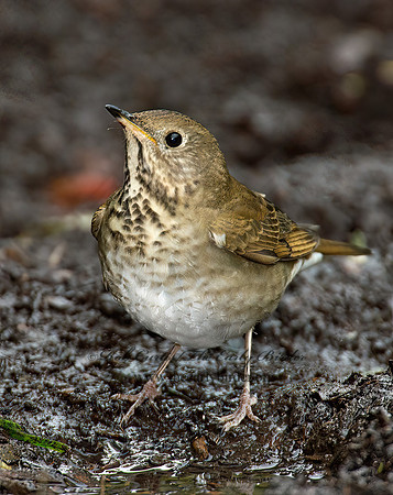 Catharus minimus  GRAY-CHEEKED THRUSH 9005215z