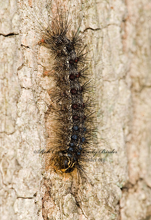 Lymantria dispar GYPSY MOTH 8015355z