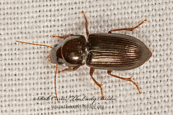 Discoderus aequalis  GROUND BEETLE 3031951z