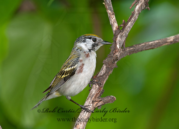 Setophaga pennsylvanica  CHESTNUT-SIDED WARBLER 8035661z