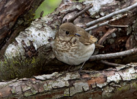 Catharus minimus  GRAY-CHEEKED THRUSH 9037537z