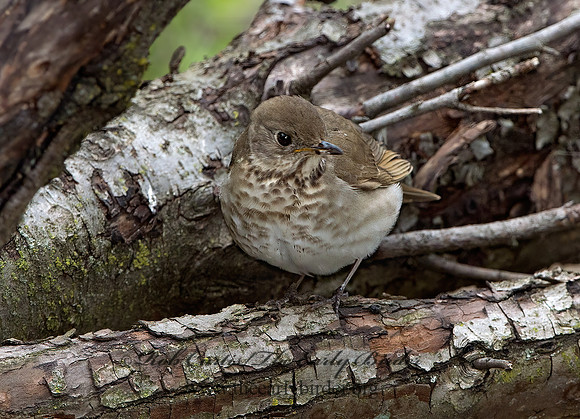 Catharus minimus  GRAY-CHEEKED THRUSH 9037537z