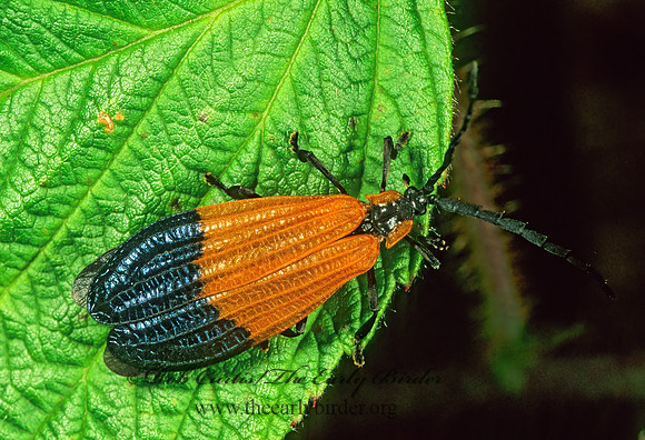 Calopteron terminale 1114707z
