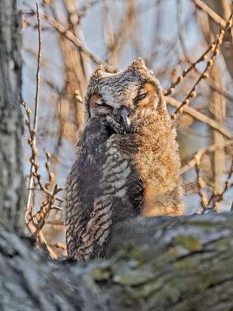 Bubo virginianus GREAT HORNED OWL 3048416z