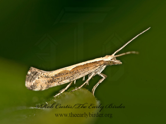 Plutella xylostella  DIAMONDBACK MOTH  9058344z