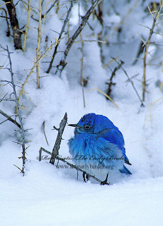 Sialia currucoides  MOUNTAIN BLUEBIRD  102832z