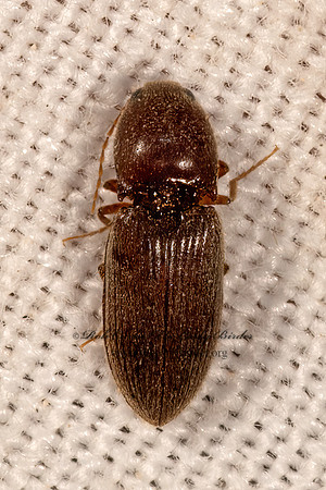 Horistonotus simplex  CLICK BEETLE 3033234z