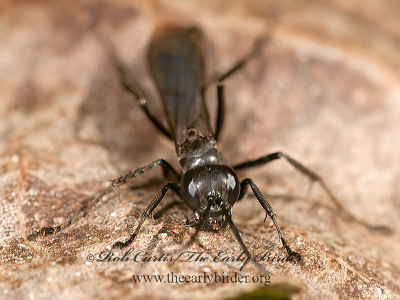 Anoplius  SPIDER WASP 3014782z