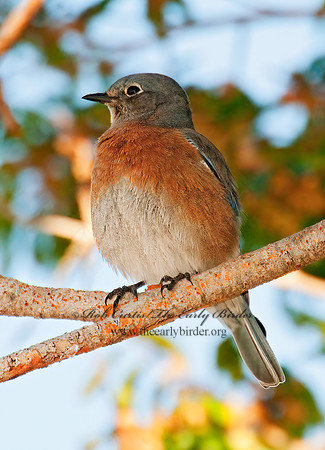 Sialia mexicana  WESTERN BLUEBIRD 7017753z