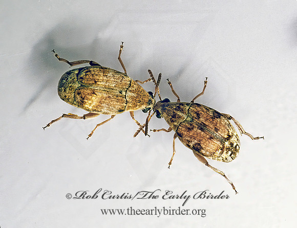 Algarobius bottimer 53623iz
