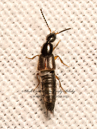 Philonthus STAPHYLINI ROVE BEETLE 9082131z