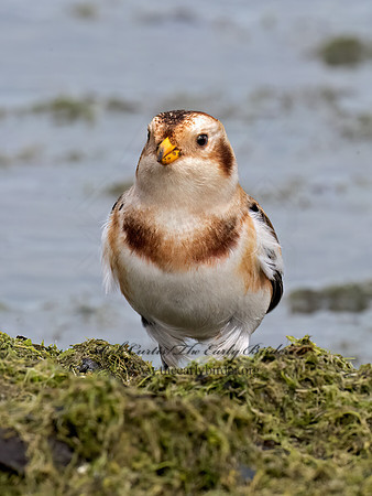 Plectrophenax nivalis SNOW BUNTING 9084899z