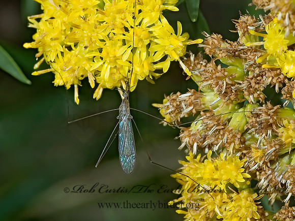Geranomyia  LIMONIID CRANE FLY 5001037z