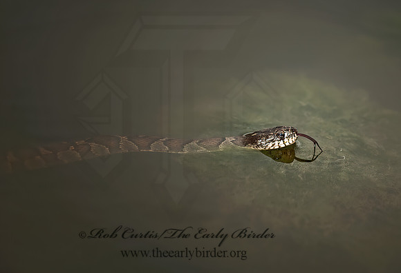 Nerodia sipedon  NORTHERN WATER SNAKE 8023569z