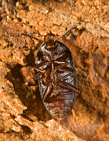 Eustrophopsis confinis 8007067z