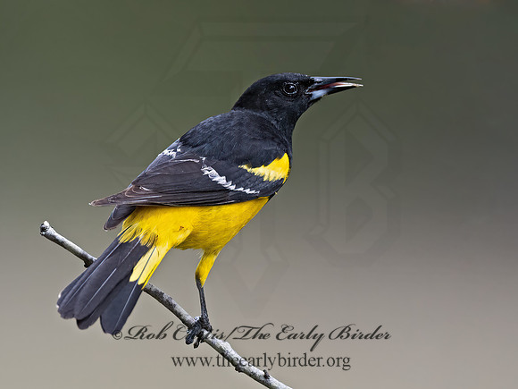 Icterus parisorum  SCOTT'S ORIOLE 3034967z