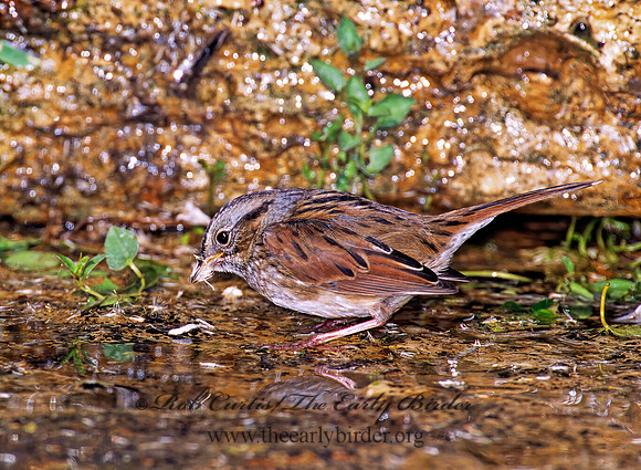 Melospiza georgiana  SWAMP SPARROW 1278103z
