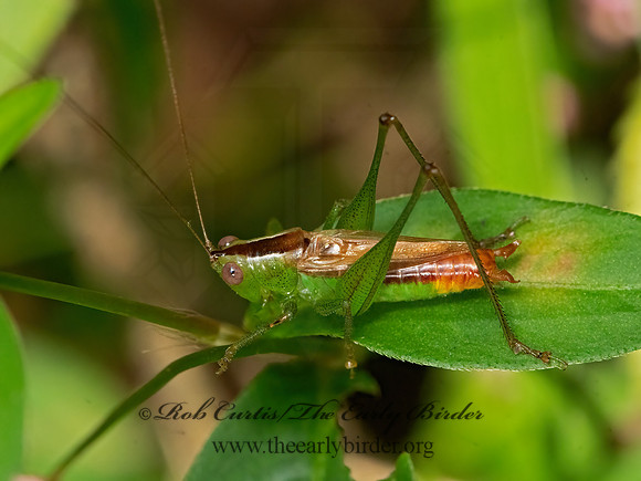 Conocephalus brevipennis  SHORT-WINGED MEADOW KATYDID 3026123z