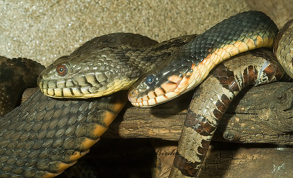 Nerodia  WATER SNAKE 4002444z