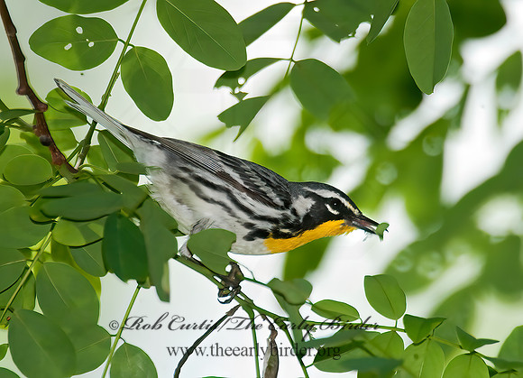 Setophaga dominica  YELLOW-THROATED WARBLER 8022693z