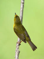 Cardellina pusilla  WILSON'S WARBLER 9046301z