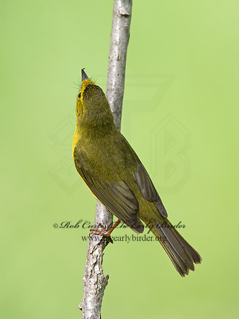 Cardellina pusilla  WILSON'S WARBLER 9046301z