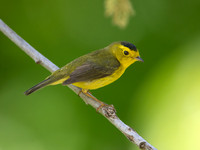 Cardellina pusilla WILSON'S WARBLER 9038848z