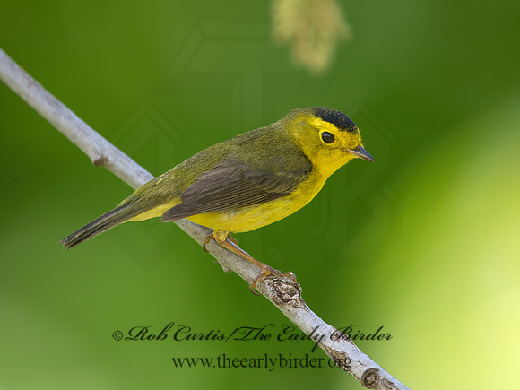 Cardellina pusilla  WILSON'S WARBLER 9038848z