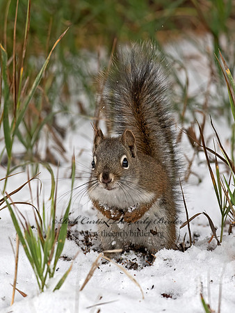 Tamasciurus hudsonicus  PINE SQUIRREL 6037009z