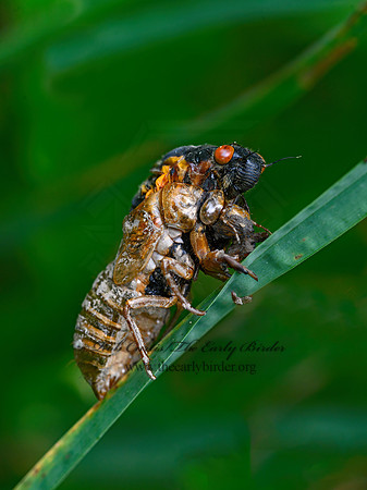 Magicicada septendecim  17-YEAR CICADA 3020981z
