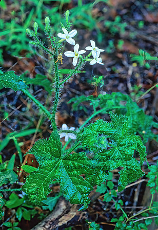 Cnidoscolus texana  BULL NETTLE 168121z