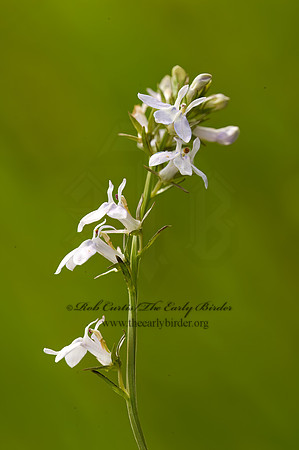 Lobelia spicata  PALE SPIKED LOBELIA~ 8004698z