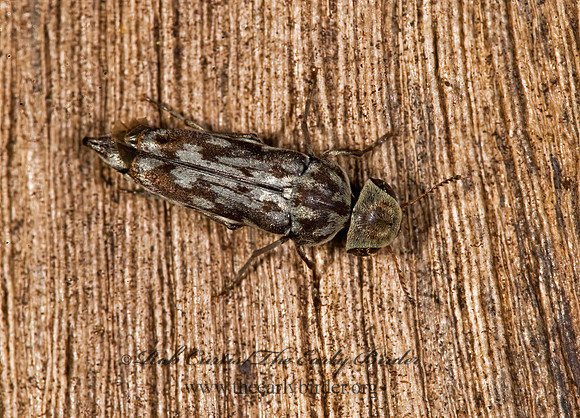 Yakuhananomia bidentata 8005979z