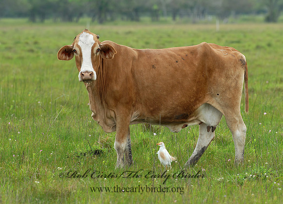 Bos taurus  CATTLE 6022680z