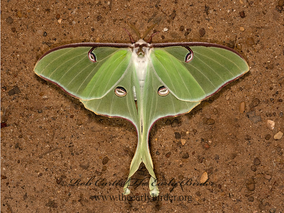 Actias luna  LUNA MOTH 3028465-z