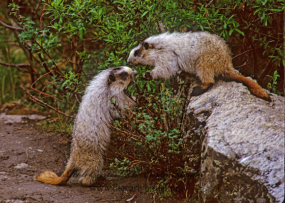 Marmota calligata  HOARY MARMOT 234712z