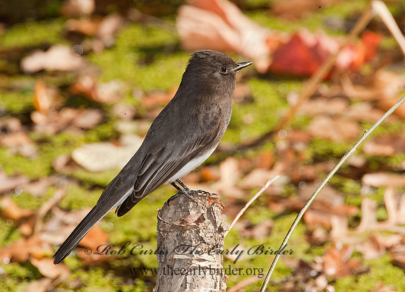 Sayornis nigricans  BLACK PHOEBE 8020630z