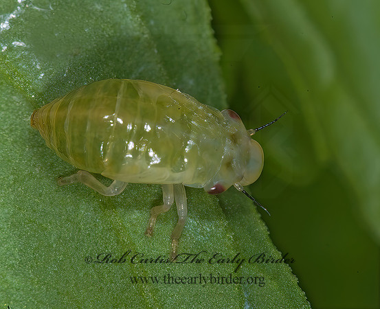Lepyronia quadrangularis  DIAMONDBACK SPITTLEBUG 6008024z