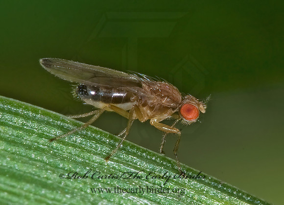 Scaptomyza 6015968z