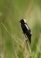 Dolichonyx oryzivorus BOBOLINK 8004270z