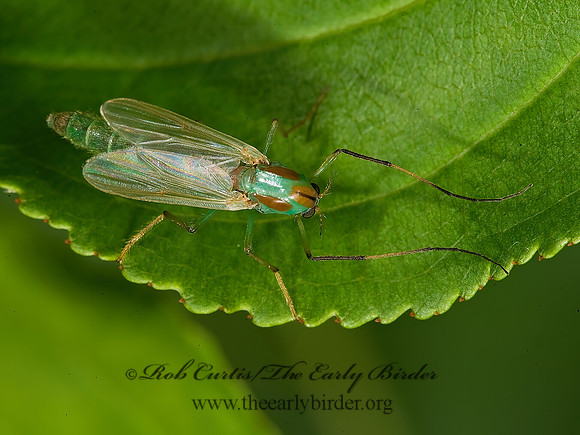 Axarus festivus grp  GREEN CHIRONOMINI MIDGE  8004638z