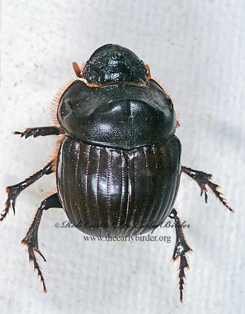 Dichotomius carolina  COPRINI DUNG BEETLE 294129z