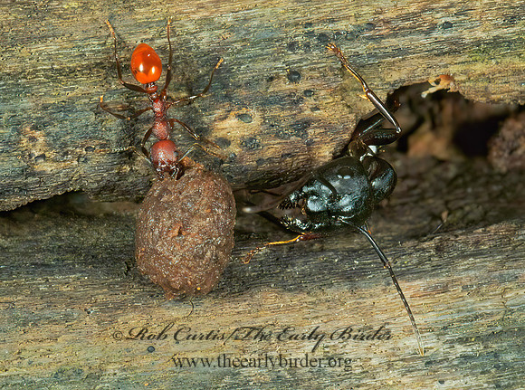 Aphaenogaster tennesseensis 4002878az