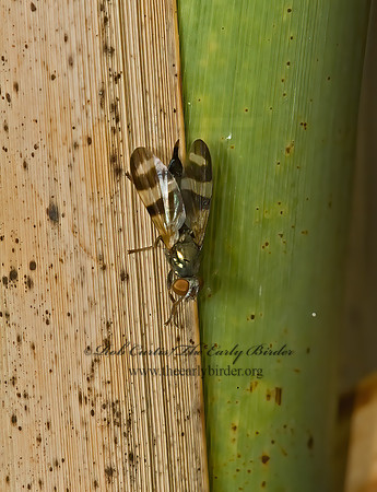 Chaetopsis masyla  PICTURE-WINGED FLY 5002498 spz